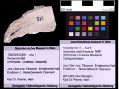 Foto (Objekt + Etiketten) von Galatheites zitteli (Moericke, 1889) (NHMW-GEO-1990-0041-0315)